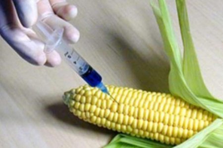 GMO məhsullar Azərbaycana HARADAN GƏTİRİLİR?