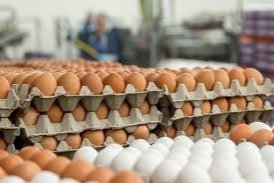 Azərbaycanda yumurtanın qiyməti kəskin ucuzlaşdı