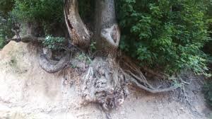 Xaçmazda qocaman palıdları yandıran hansı məmurdur-VİDEO