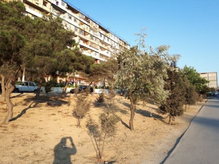 NİZAMİ RAYONUNDA DAHA BİR YAŞILLIQ MƏHV EDİLİB – Yerində milyonluq obyekt tikilir/ FOTOLAR NİZAMİ RAYONUNDA DAHA BİR YAŞILLIQ MƏHV EDİLİB – Yerində milyonluq obyekt tikilir/ FOTOLAR