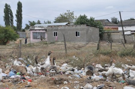 Şabranda keçirilən dövlət satınalmalarının pərdəarxası: RAYONU "TİKƏN" KİMLƏRDİR -FOTOLAR
