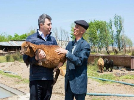 İnam Kərimovun iflas olan PAMBIQ SİYASƏTİ... - FAKTLAR