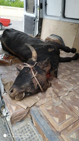 “Leş mafiyası”nı durdurmaq olmur – Gəncəyə aparılan inək cəsədi…