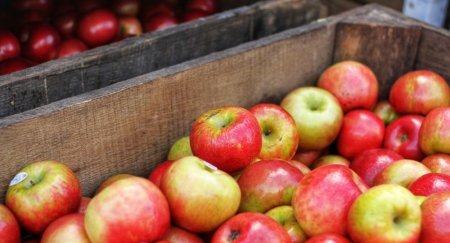 Yeni qurum fermerləri ağ günə çıxara biləcəkmi? - Kağız üzərində hər şey gö ...