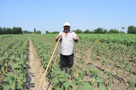 Bu gün fermerin çoxsaylı xidmətlərə ehtiyacı var - EKSPERT RƏYLƏRİ