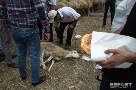 Kimlər qurban kəsməlidir? - QURBAN HAZIRLIQLARI