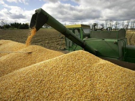 Azərbaycanda taxıl qıtlığı gözlənilir? - Rəsmi cavab