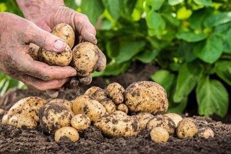 Kartof istehsalçıları hökumətdən kömək istədi – Gürcüstan və İrandan yerli bazara təhdid
