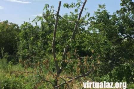 Azərbaycan fermerlərinin qeyri-sabit hava və koronavirus dərdi - ONLAR NECƏ ...