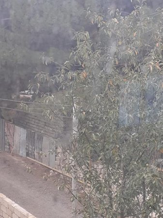 Şam ağacları qırılır, ETSN tədbir görmür-FOTOLAR