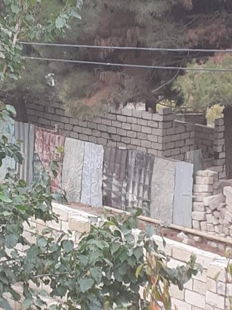 Şam ağacları qırılır, ETSN tədbir görmür-FOTOLAR