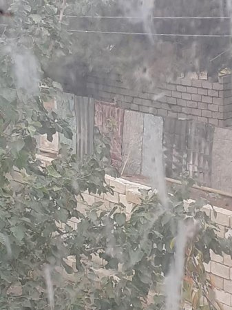 Şam ağacları qırılır, ETSN tədbir görmür-FOTOLAR
