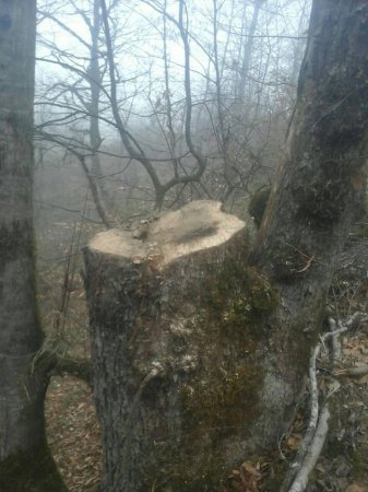 Füzuli Məmmədov Lerikdə salamat ağac qoymadı,kütləvi qırır-FOTOFAKT