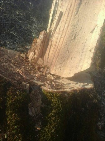 Füzuli Məmmədov Lerikdə salamat ağac qoymadı,kütləvi qırır-FOTOFAKT