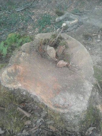 Füzuli Məmmədov Lerikdə salamat ağac qoymadı,kütləvi qırır-FOTOFAKT