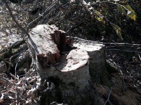 Füzuli Məmmədov Lerikdə salamat ağac qoymadı,kütləvi qırır-FOTOFAKT