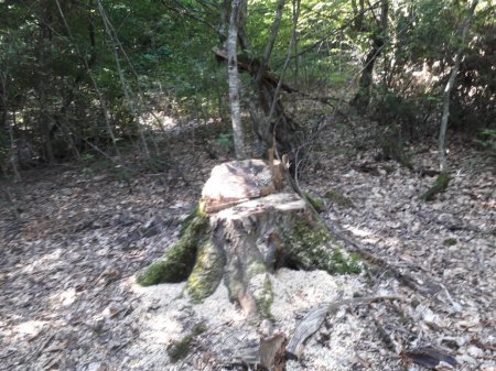 Füzuli Məmmədov Lerikdə salamat ağac qoymadı,kütləvi qırır-FOTOFAKT